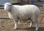 Sheep Trax Lexy 298L